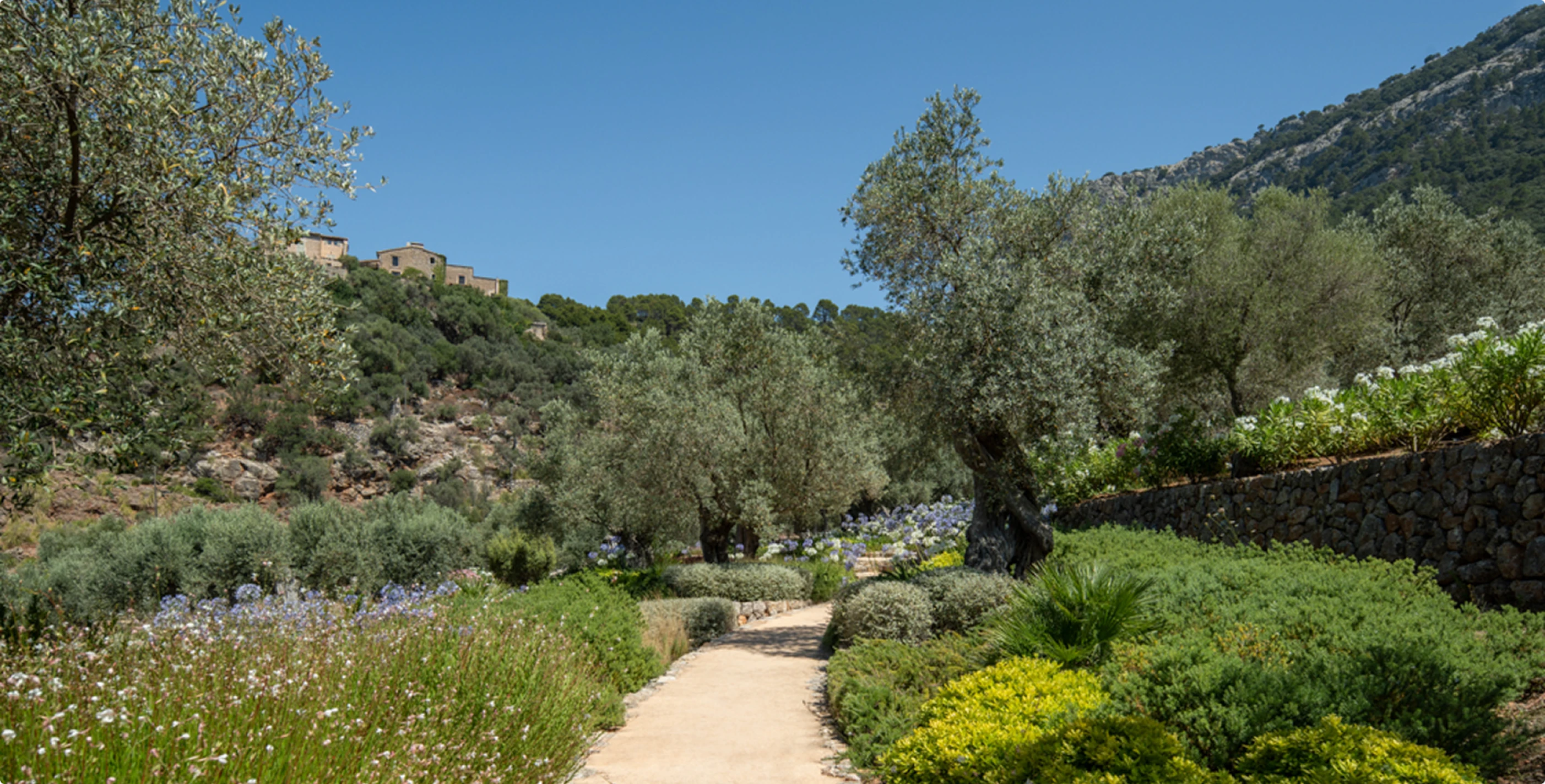 Un sendero en el jardín entre árboles y plantas.